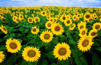 Gelb Helianthus Annus Blumensamen zur Aussaat