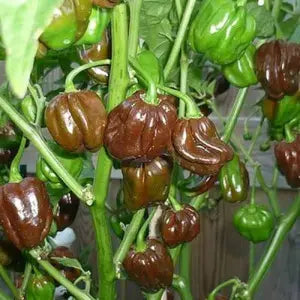Chocolate Habanero Pepper Samen for Home Gardening