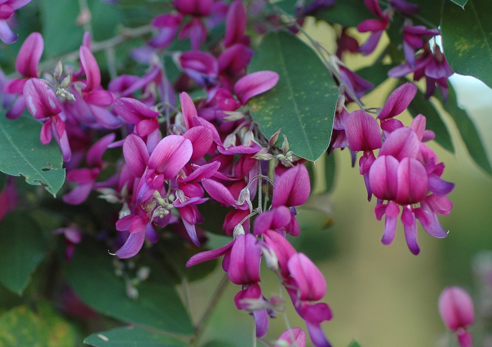 Lespedeza Bicolor Blumensamen zur Aussaat lang Blüte Saison Traditionssorte & ohne Gentechnik Samen Hausgarten