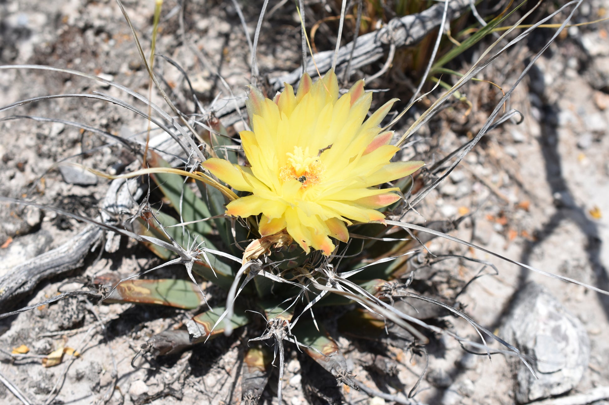Gelb Leuchtenbergia Blumensamen zur Aussaat – leuchtend Blüten – Traditionssorte & ohne Gentechnik Samen Hausgarten