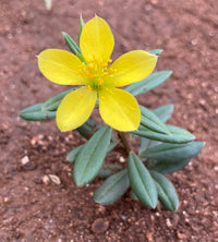 Talinum Caffrum Blumensamen zur Aussaat – Garten beliebt – Traditionssorte & ohne Gentechnik Samen Hausgarten