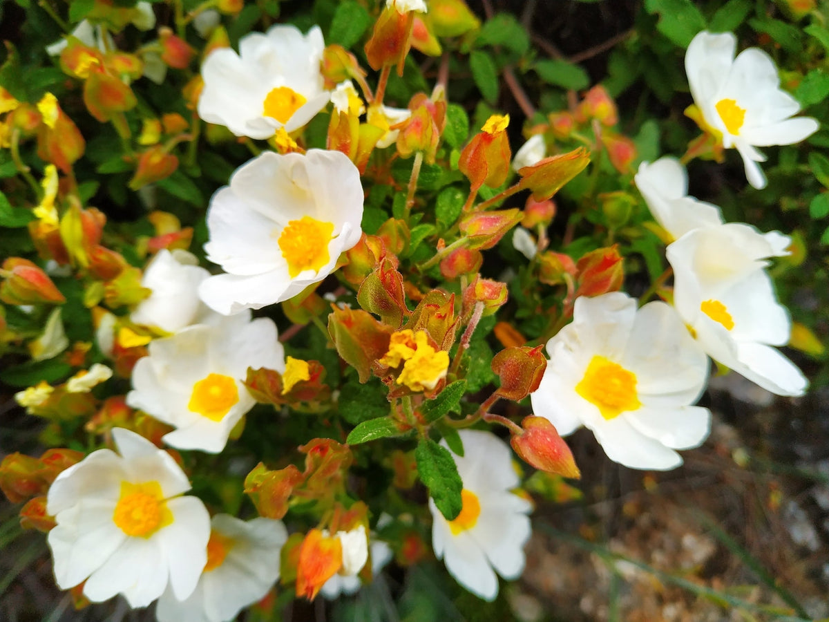 Salviifolius blume samen for anpflanzung - sun loving, heirloom & gmo free samen for home garten
 
 sale for anpflanzung in home garten.