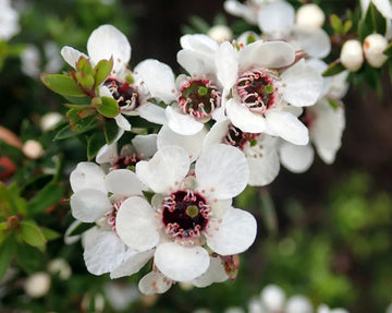 Leptospermum scoparium blume samen for anpflanzung hardy variety heirloom & gmo free samen for home garten 
 
 sale samen for home garten anpflanzung