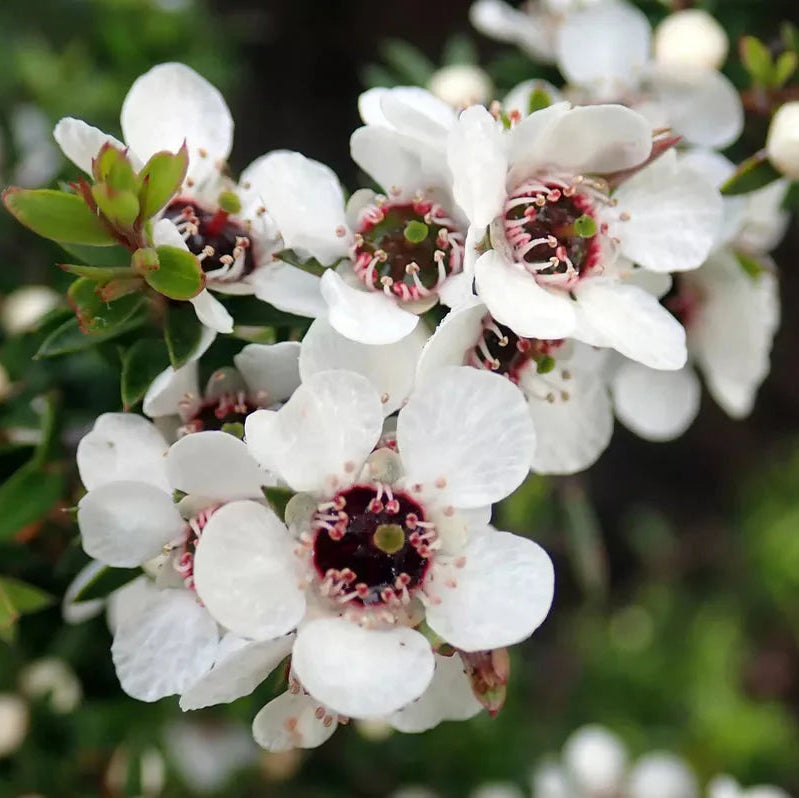 Leptospermum Blumensamen zur Aussaat lang Blüte Saison Traditionssorte & ohne Gentechnik Samen Hausgarten