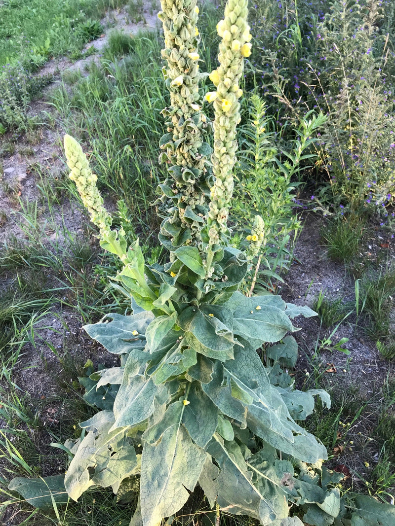 Grün verbascum thapsus blume samen for anpflanzung - low maintenance, heirloom & gmo free samen for home garten
 
 sale samen for home garten