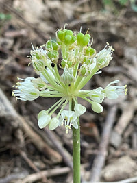 Wild Leek Allium tricoccum Samen zum Pflanzen in Woodland Garden and Herb Patch