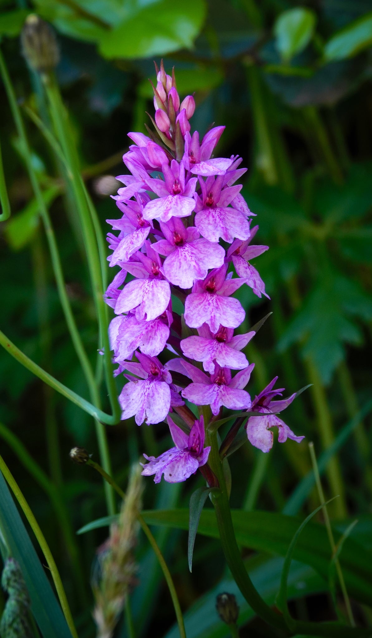 Dactylorhiza Blumensamen zur Aussaat – pflegeleicht – Traditionssorte & ohne Gentechnik Samen Hausgarten