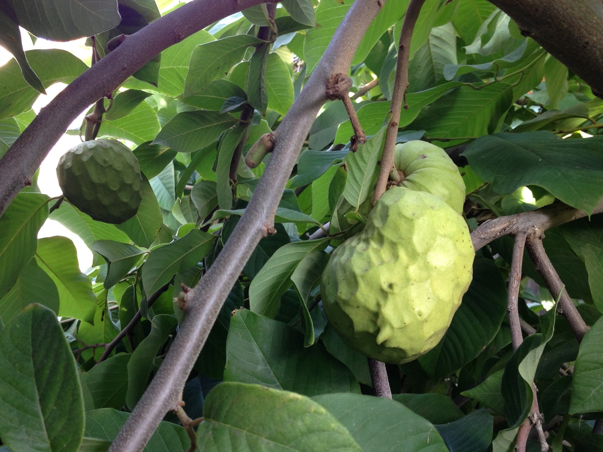 Annona cherimola Fruchtsamen für einfaches Anpflanzen