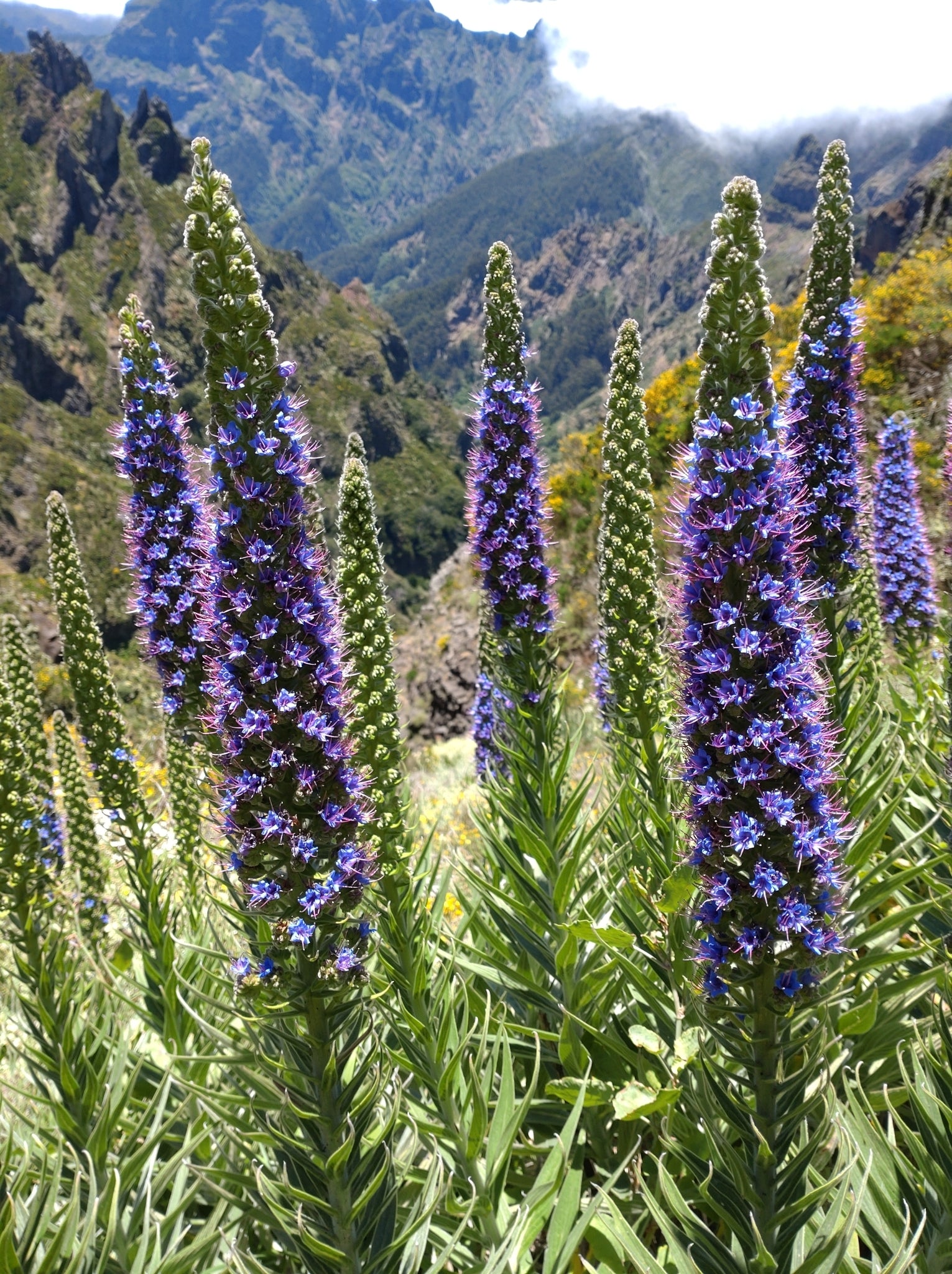 Lila Madeira Blumensamen zur Aussaat Schnitt Blume beliebt Traditionssorte & ohne Gentechnik Samen Hausgarten