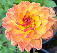 Anzucht Howden Dahlias hochwertige Blumensamen Garten Aussaat