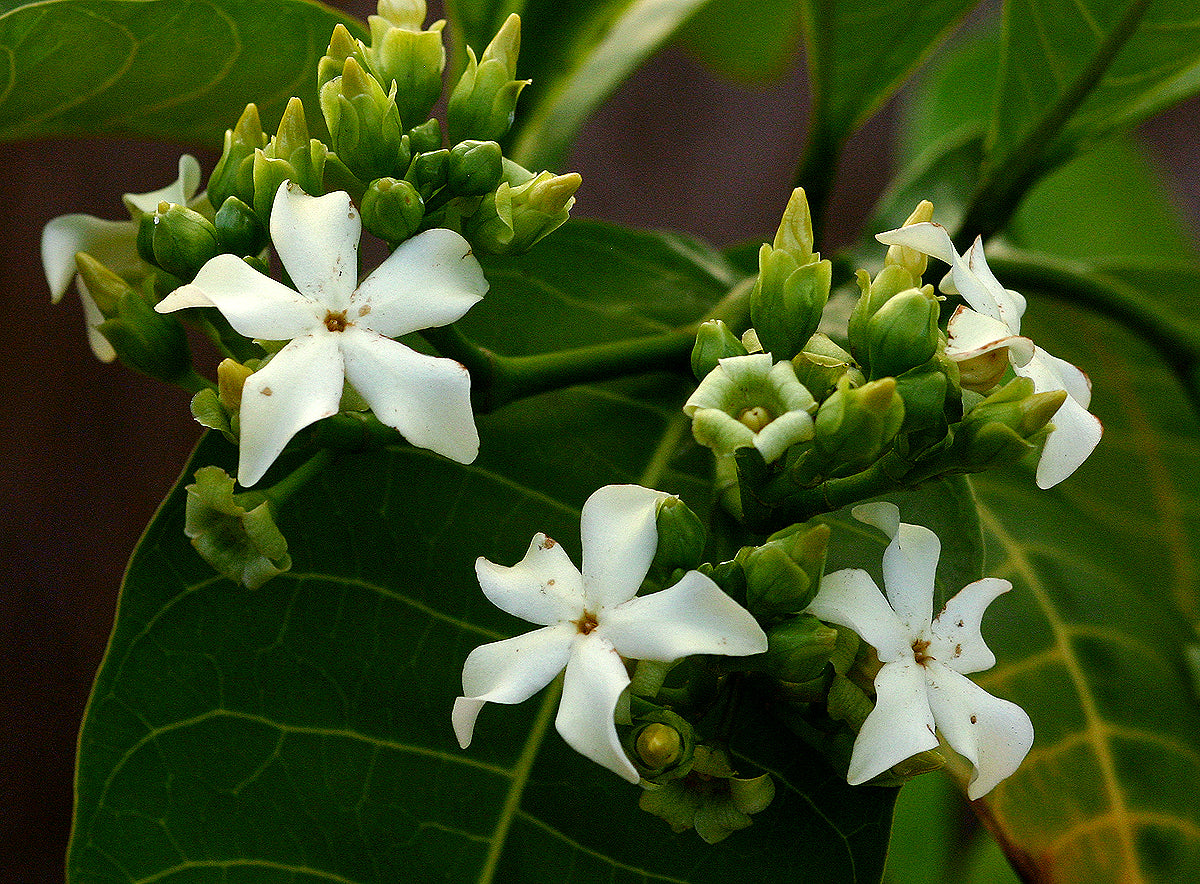 Voacanga Blumensamen: Enchanting Blüten Garten Enthusiasts Pflanze Joy!