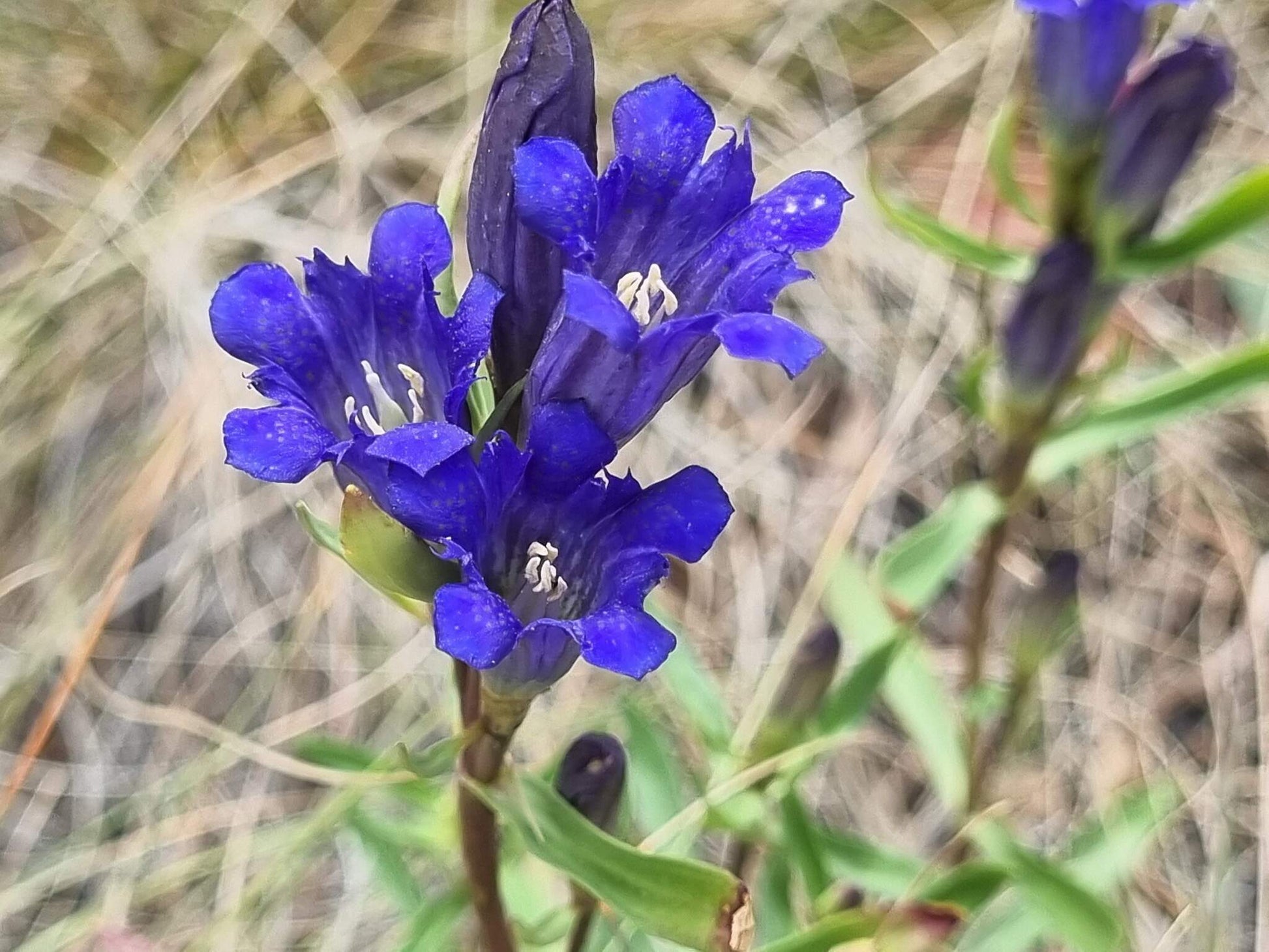 Gentiana Macrophylla Blumensamen zur Aussaat – hochwertige Qualitäts- – Traditionssorte & ohne Gentechnik Samen Hausgarten