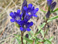 Gentiana Macrophylla Blumensamen zur Aussaat – hochwertige Qualitäts- – Traditionssorte & ohne Gentechnik Samen Hausgarten