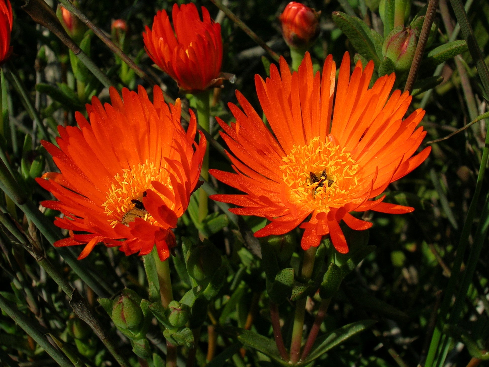 Orange Ice Pflanze Blumensamen zur Aussaat – kompakt Wuchs – Traditionssorte & ohne Gentechnik Samen Hausgarten