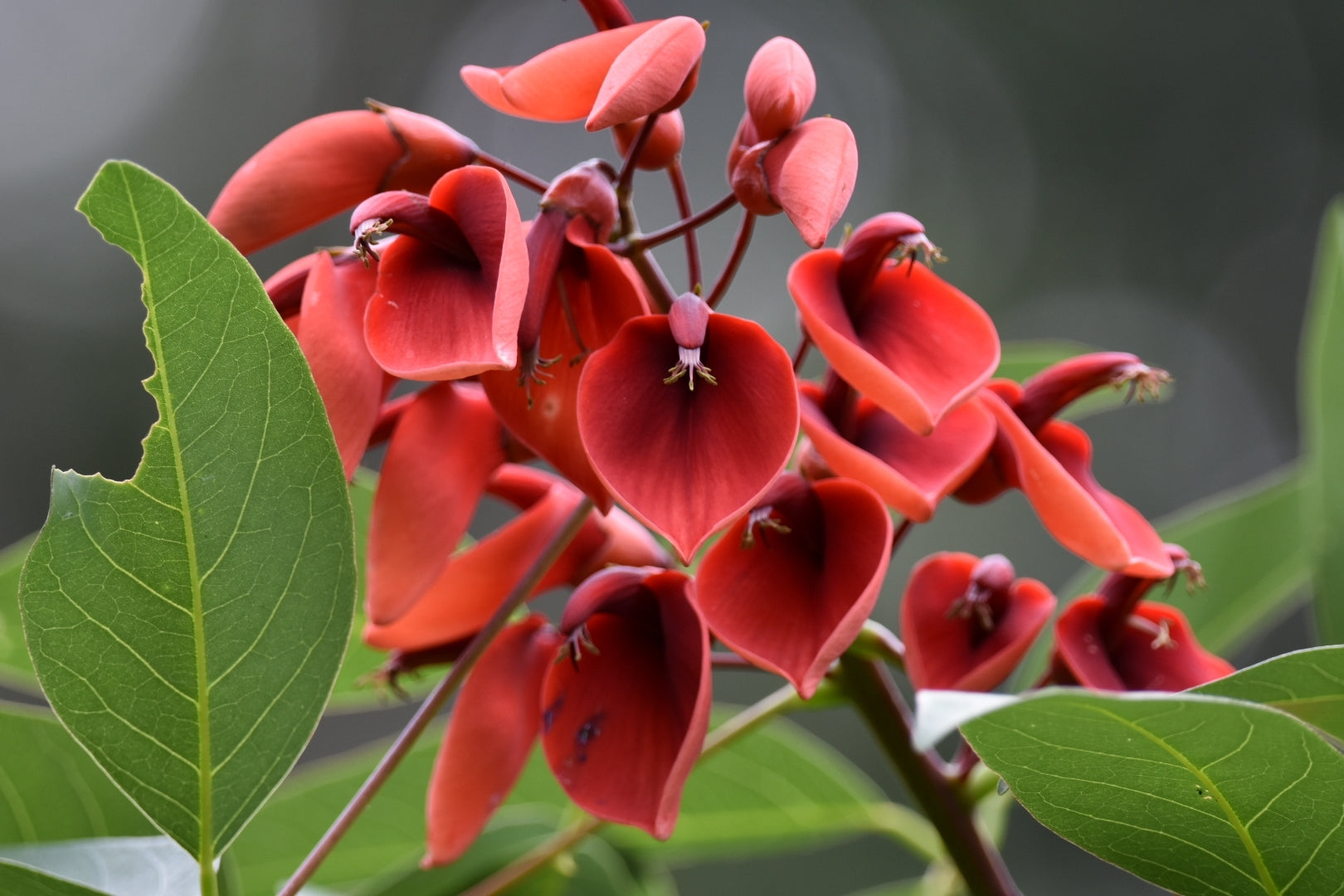 Erythrina Crista Galli Blumensamen Orange – Blumensamen zur Aussaat – Anzucht – Traditionssorte & ohne Gentechnik Samen Hausgarten