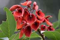 Erythrina Crista Galli Blumensamen Orange – Blumensamen zur Aussaat – Anzucht – Traditionssorte & ohne Gentechnik Samen Hausgarten