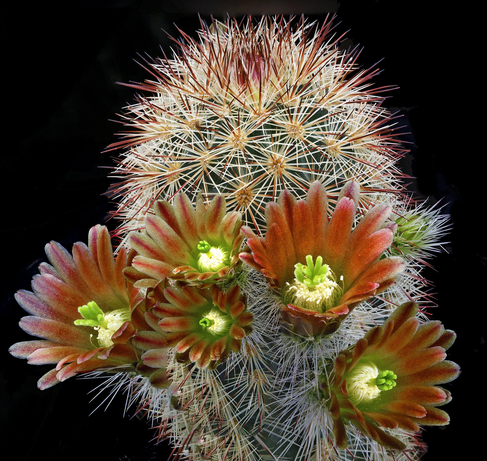 Rot Echinocereus Russanthus Blumensamen zur Aussaat – hochwertige Qualitäts- – Traditionssorte & ohne Gentechnik Samen Hausgarten
