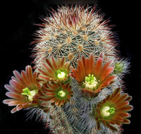 Rot Echinocereus Russanthus Blumensamen zur Aussaat – hochwertige Qualitäts- – Traditionssorte & ohne Gentechnik Samen Hausgarten