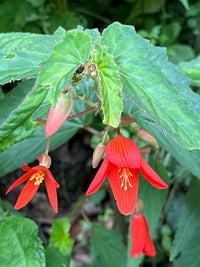 Buy Begonie Boliviensis Samen zur Aussaat leuchtend Biennials All Seasons