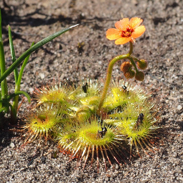 Drosera Glanduligera (Pimpernel Sundew) Blumensamen zur Aussaat – sonnenliebend – Traditionssorte & ohne Gentechnik Samen Hausgarten