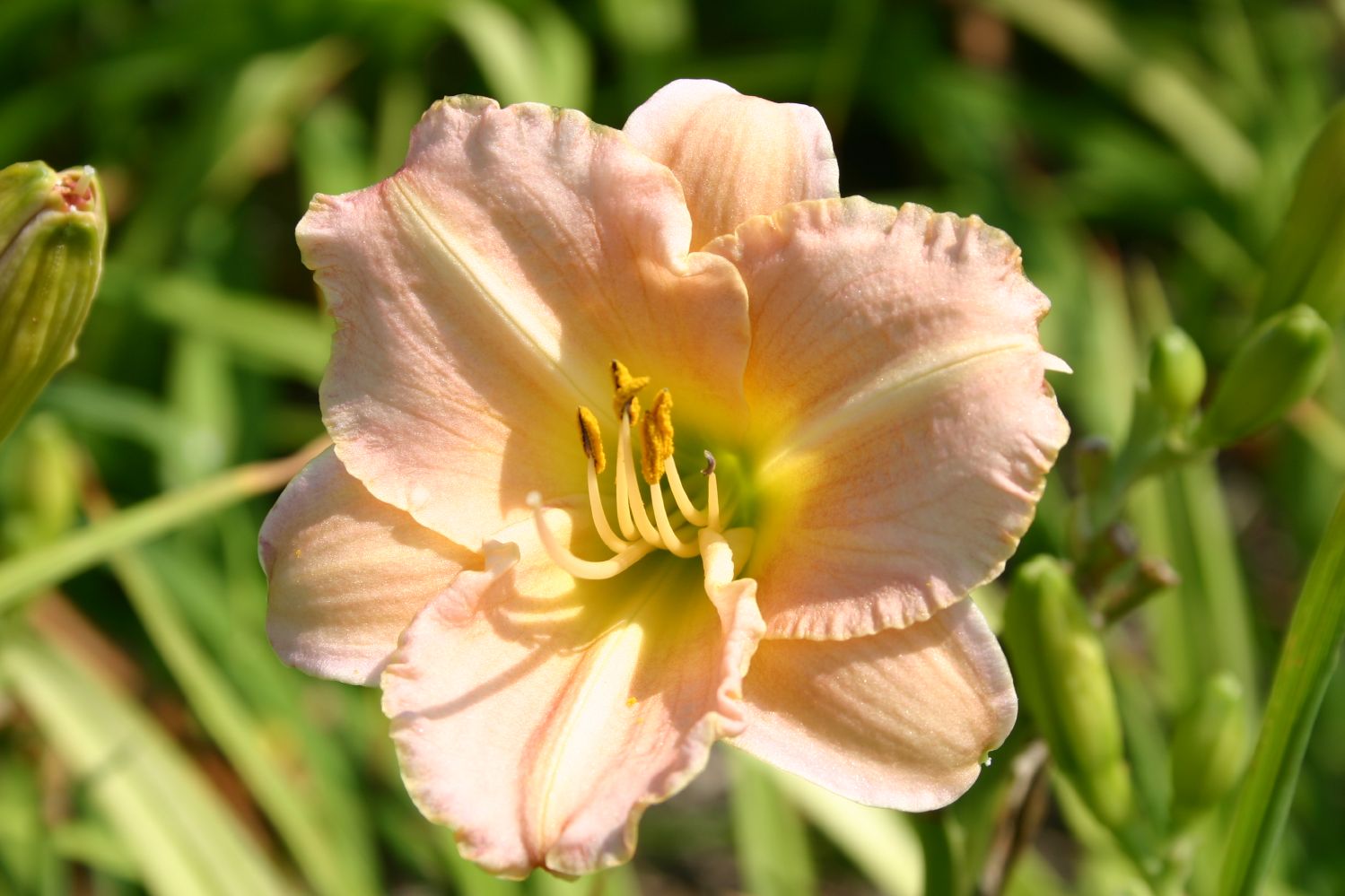Rosa Weiß Hemerocallis Blumensamen zur Aussaat saisonal Dauerblüher Traditionssorte & ohne Gentechnik Samen Hausgarten