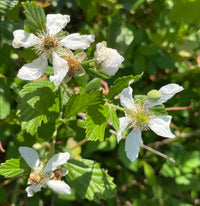Rubus Cuneifolius Blumensamen zur Aussaat farbenfroh Schau Traditionssorte & ohne Gentechnik Samen Hausgarten