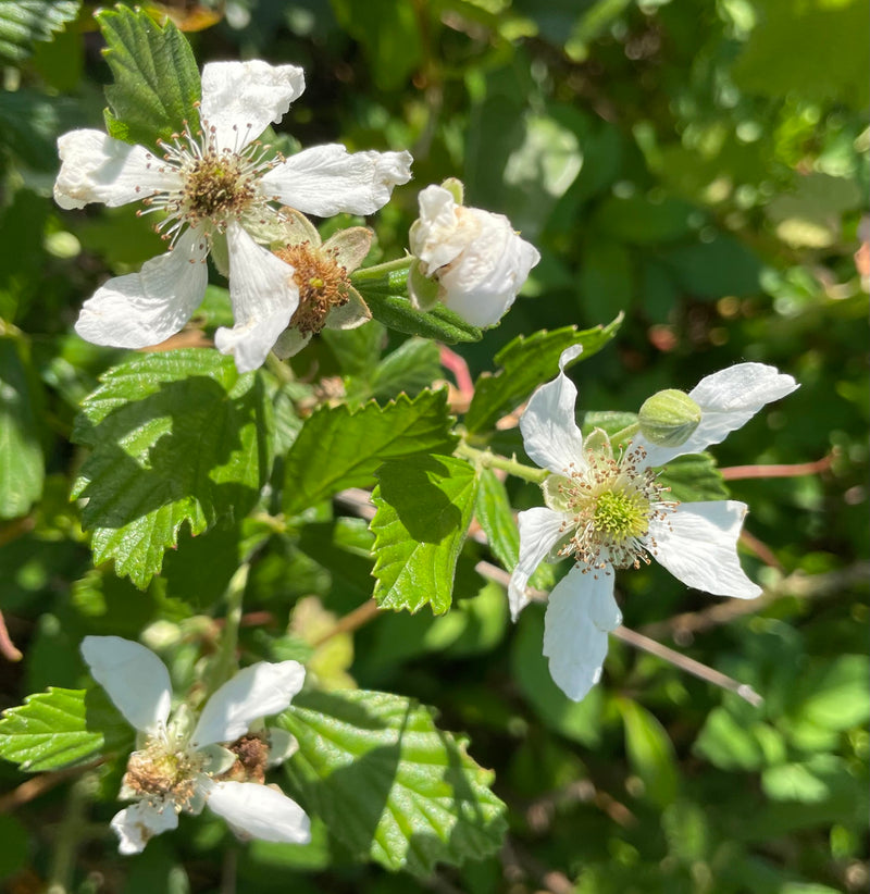 Rubus Cuneifolius Blumensamen zur Aussaat farbenfroh Schau Traditionssorte & ohne Gentechnik Samen Hausgarten