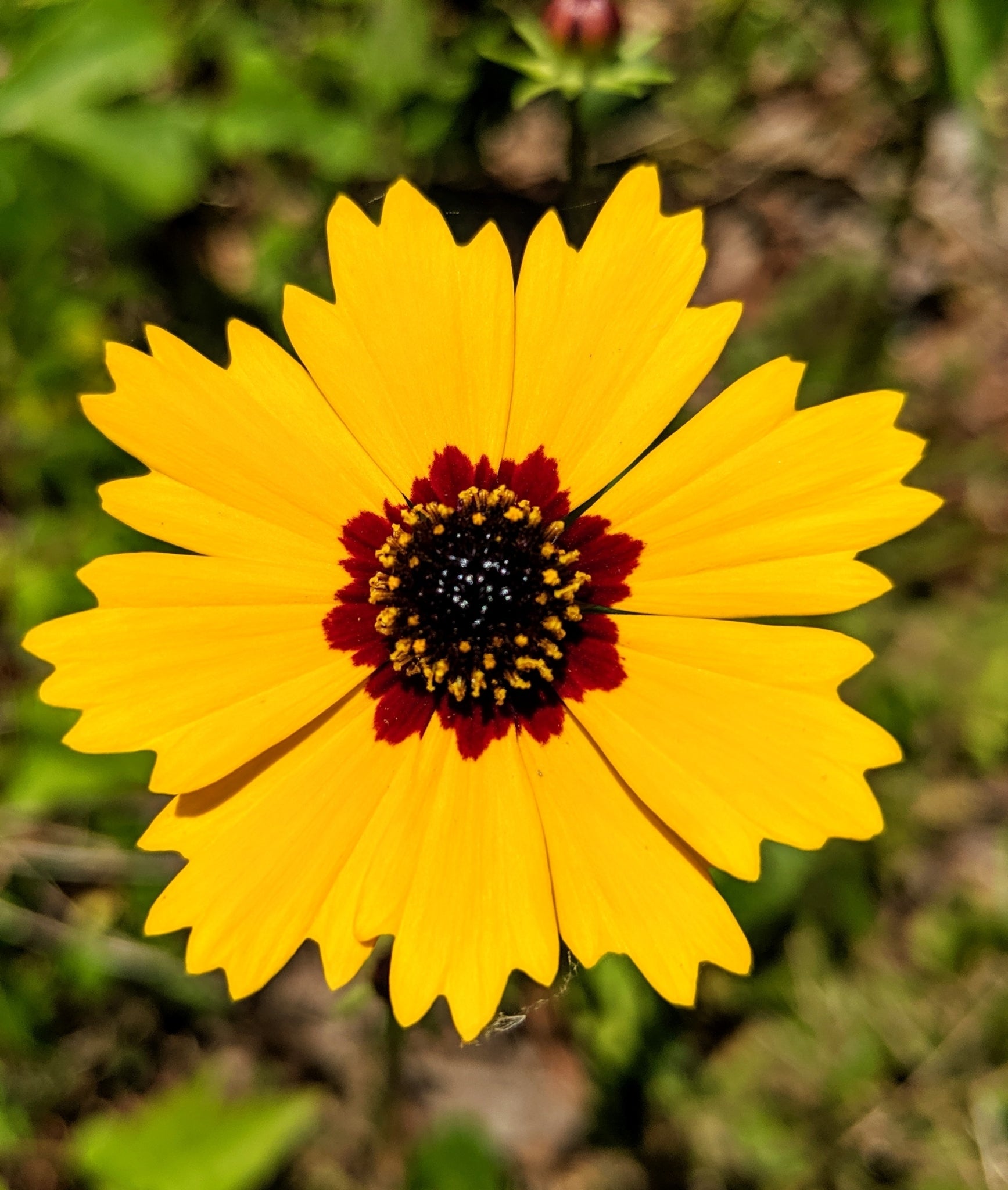 Coreopsis Basalis Blumensamen zur Aussaat sonnenliebend Traditionssorte & ohne Gentechnik Samen Hausgarten