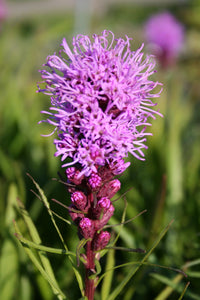 Lila Liatris Blumensamen zur Aussaat leuchtend Blüten Traditionssorte & ohne Gentechnik Samen Hausgarten