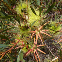 Eucalyptus Lehmannii Blumensamen zur Aussaat Anzucht Traditionssorte & ohne Gentechnik Samen Hausgarten