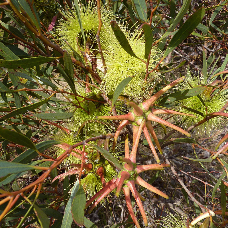 Eucalyptus Lehmannii Blumensamen zur Aussaat Anzucht Traditionssorte & ohne Gentechnik Samen Hausgarten
