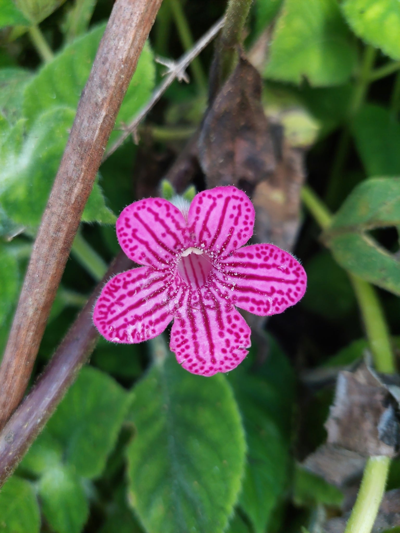 Rosa Kohleria Blumensamen zur Aussaat – sonnenliebend – Traditionssorte & ohne Gentechnik Samen Hausgarten