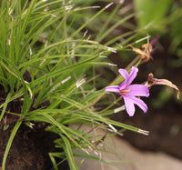 Xerophyta Viscosa Blumensamen zur Aussaat Drought verträglich Traditionssorte & ohne Gentechnik Samen Hausgarten