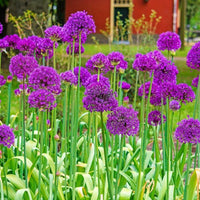 Ornamental Allium amethyst purple Blumen