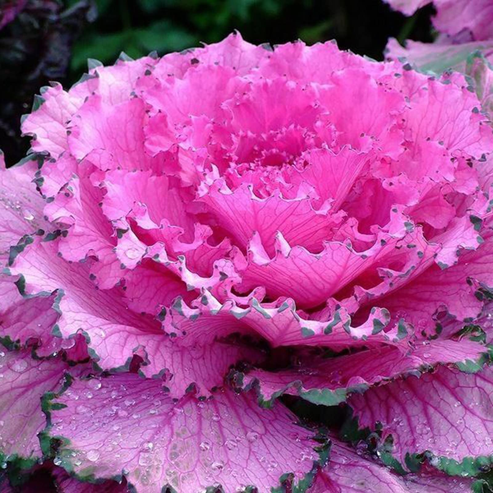 Zier cabbage brassica oleracea helle pink