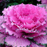Zier cabbage brassica oleracea helle pink