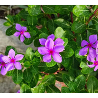 Thick Rosa Immergrün Blumensamen zur Aussaat – duftend Blüten – Traditionssorte & ohne Gentechnik Samen Hausgarten