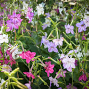 Ornamental Flowering Tobacco Nicotiana alata Pflanze with Trumpet Blumen
