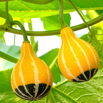 Healthy orange schwarze zier gourd pflanzen wachsend in full sun