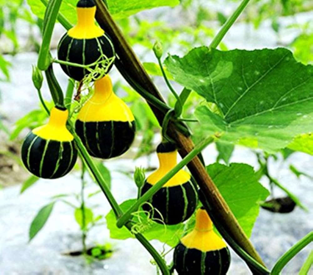 Vining orange schwarze zier gourd pflanzen supported on trellis