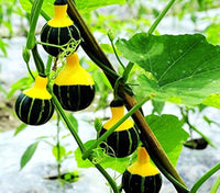 Vining orange schwarze zier gourd pflanzen supported on trellis
