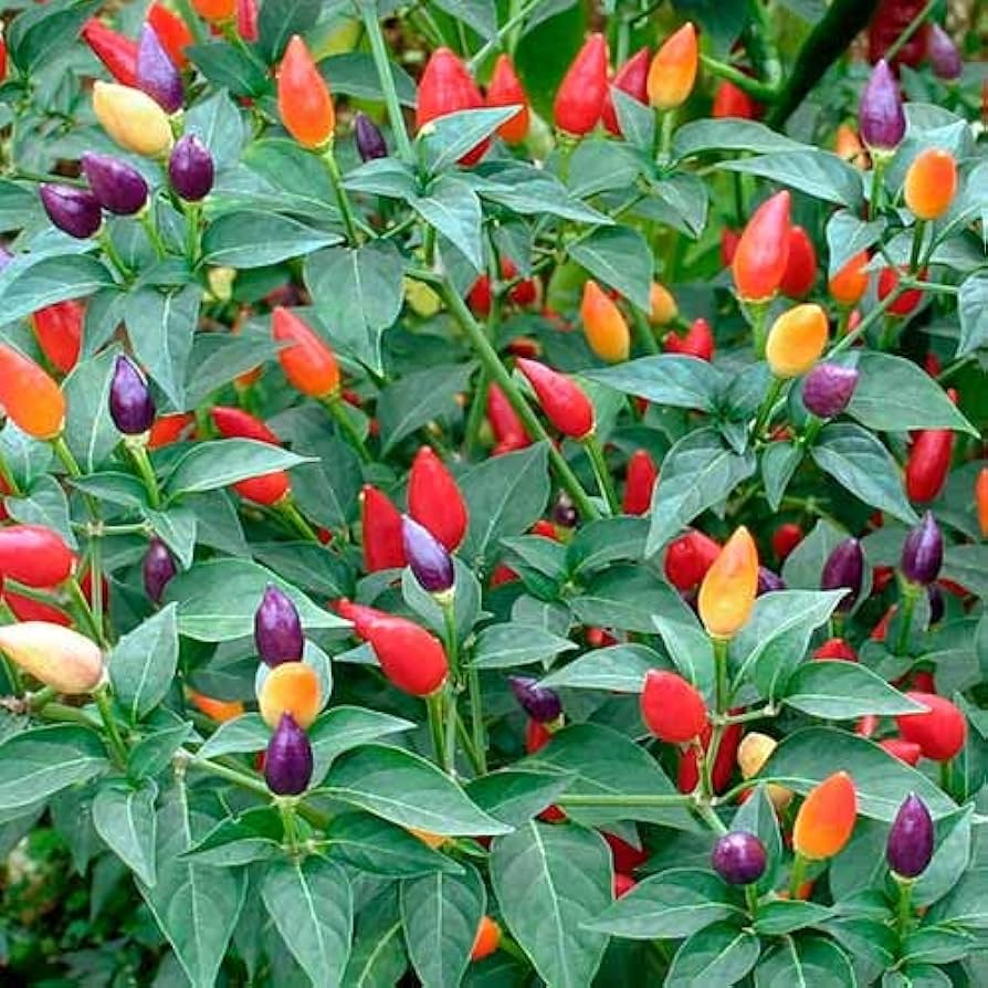 Zier hot pepper samen für aussaat colorful peppers