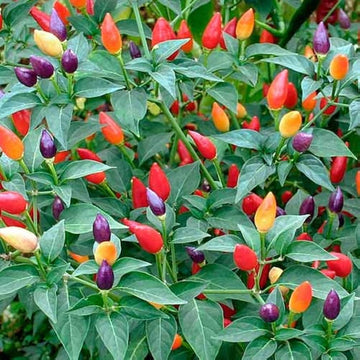 Zier hot pepper samen für aussaat colorful peppers