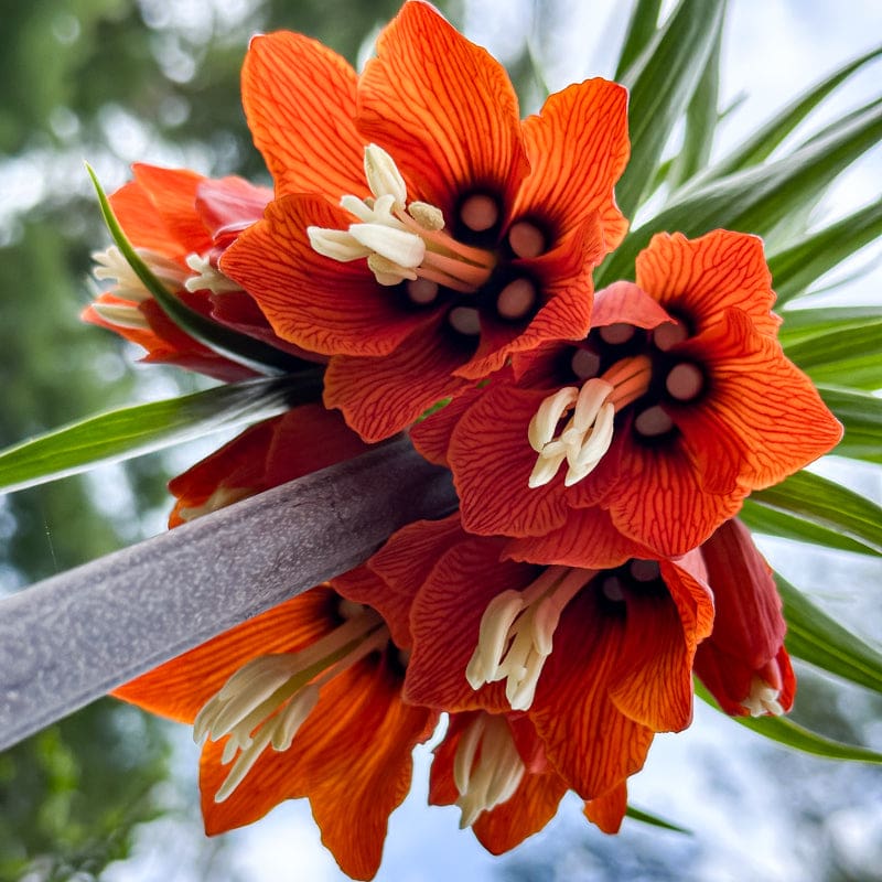 Ornamental imperial crown anpflanzung samen
