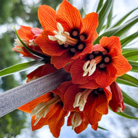 Ornamental imperial crown anpflanzung samen