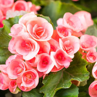Rose Rieger Begonie Blumensamen zur Aussaat Bestäuber freundlich Traditionssorte & ohne Gentechnik Samen Hausgarten