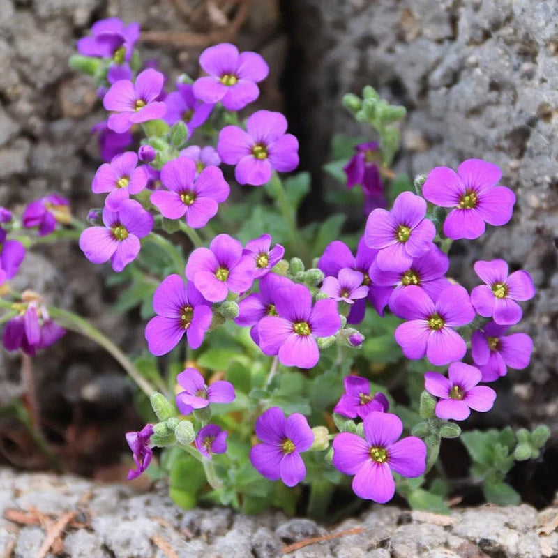 Ornamental rock cress blume samen for spring blooms