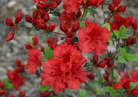 Ornamental simsii blume samen