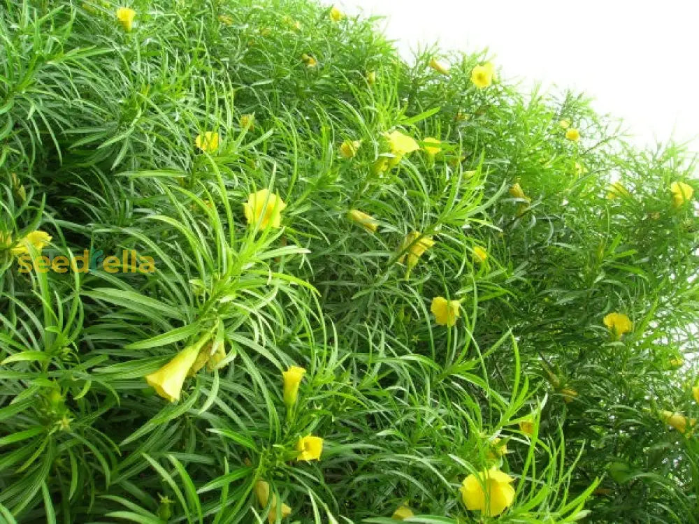 Ornamental thevetia blume samen