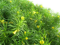 Ornamental thevetia blume samen